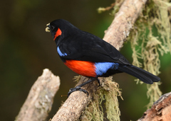 Anisognathus igniventris