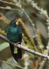 Pterophanes cyanopterus