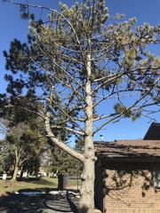 Pinus resinosa