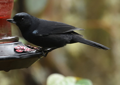 Diglossa lafresnayii