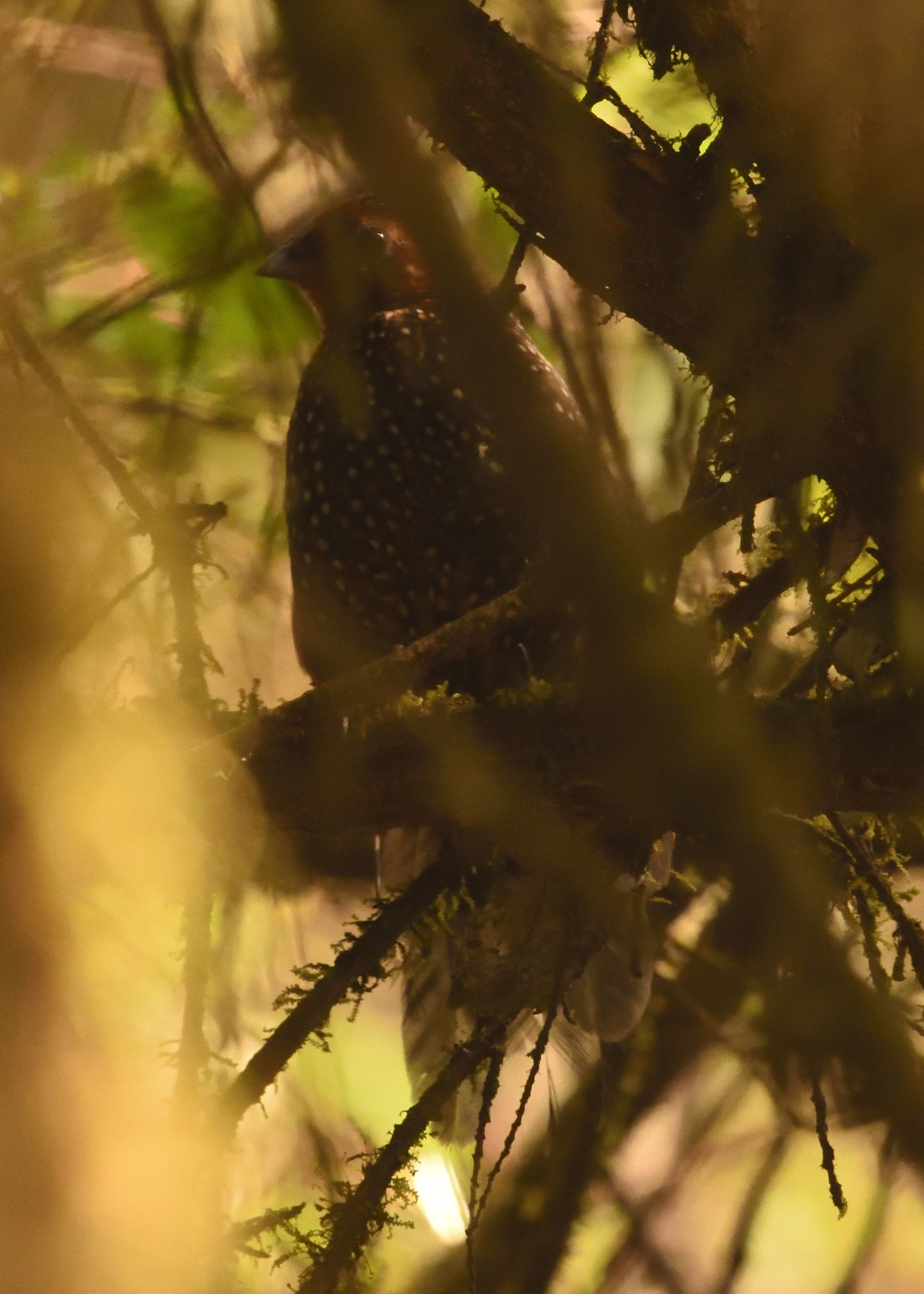 Ocellated Tapaculo (Acropternis orthonyx), photo 5