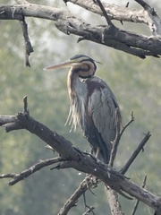 Ardea purpurea
