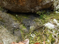 Rockefellera crossophylla