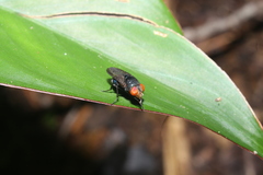 Chloroprocta idioidea