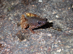 Chaperina fusca