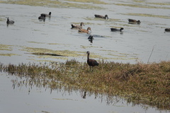 Plegadis falcinellus