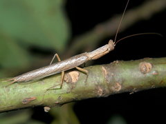 Galepsus