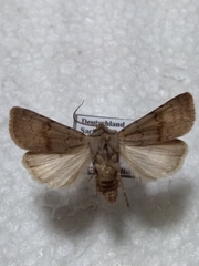 Agrotis cinerea