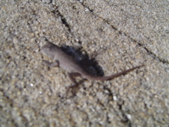 Sceloporus woodi