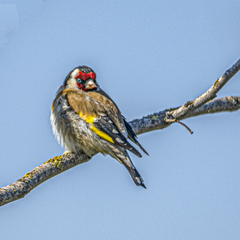 Carduelis carduelis