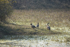 Dendrocygna javanica