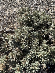 Frankenia pulverulenta