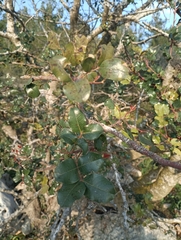Ceratonia siliqua