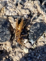 Polistes aurifer