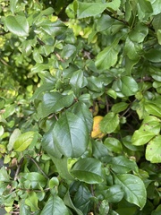 Chaenomeles × superba