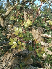 Ceratonia siliqua