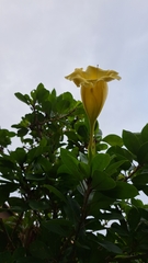 Solandra longiflora