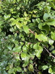 Chaenomeles × superba