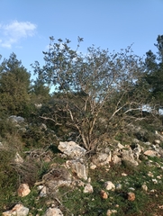 Ceratonia siliqua