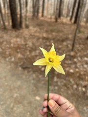 Narcissus pseudonarcissus