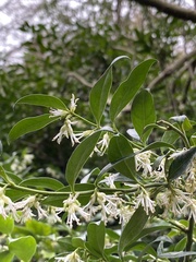 Sarcococca