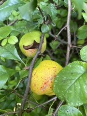 Chaenomeles × superba