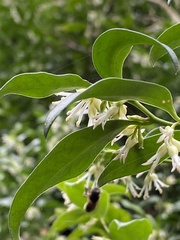 Sarcococca