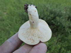 Lactarius affinis