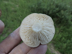 Lactarius affinis