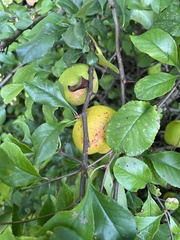 Chaenomeles × superba