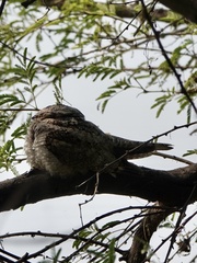 Caprimulgus climacurus