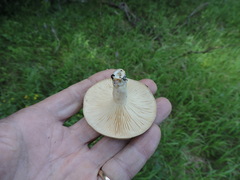 Lactarius affinis