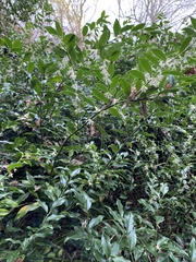 Sarcococca