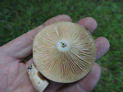 Lactarius affinis