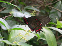 Parides