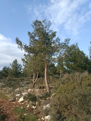 Pinus brutia