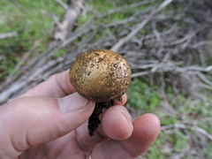 Lycoperdon nigrescens