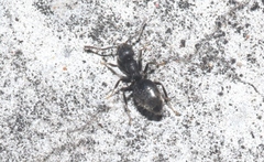 Technomyrmex albipes