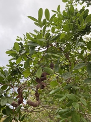 Pithecellobium keyense