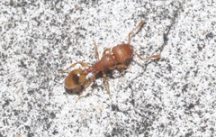 Tetramorium insolens