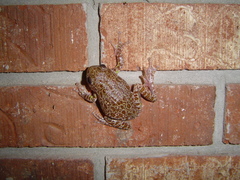 Hyla gratiosa