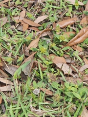 Richardia grandiflora