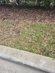 Richardia grandiflora