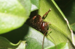 Diploptera punctata