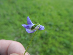 Viola nephrophylla