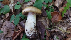 Cortinarius olidus