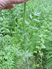 Cicuta douglasii
