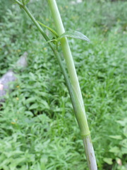 Cicuta douglasii