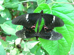 Papilionidae