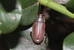 Diploptera punctata